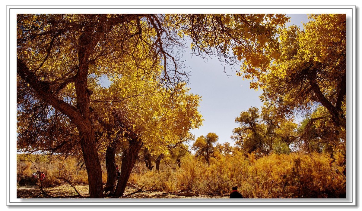 开往金秋的火车