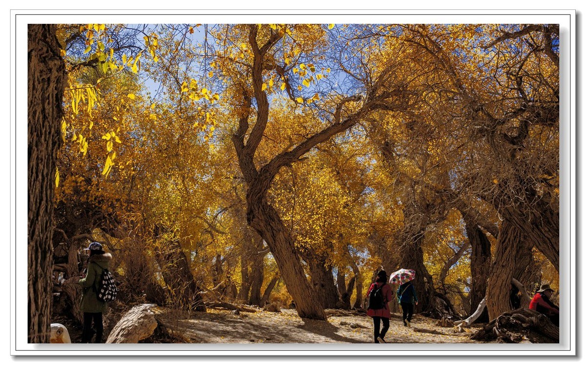 开往金秋的火车