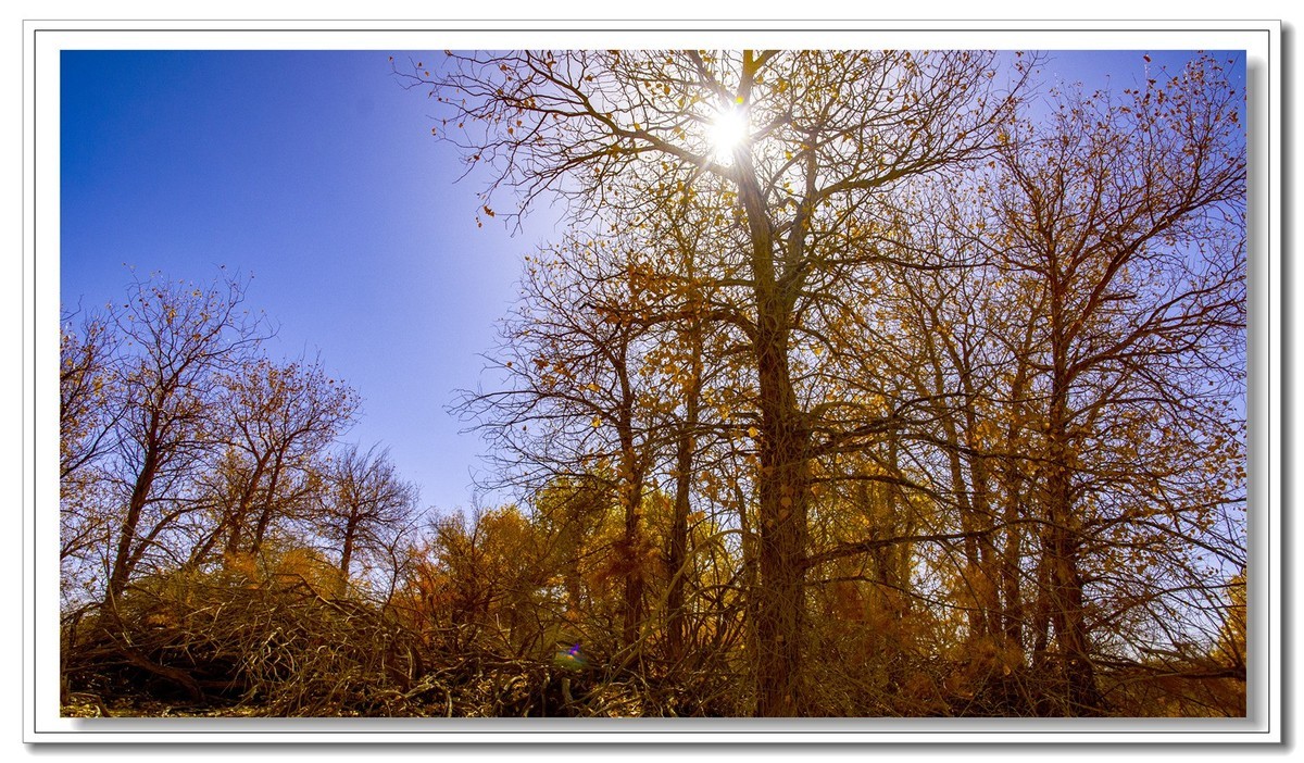 开往金秋的火车