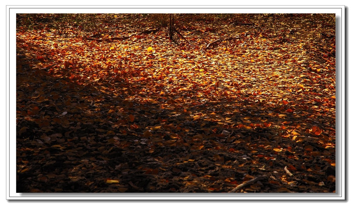 开往金秋的火车