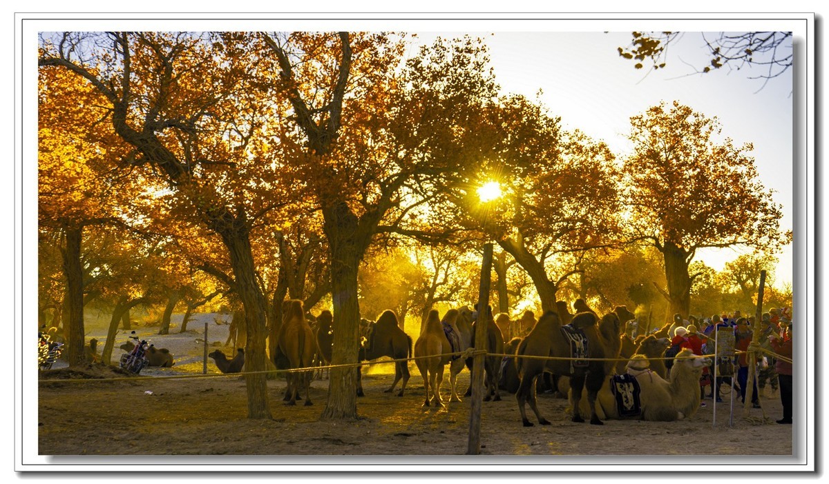 开往金秋的火车3