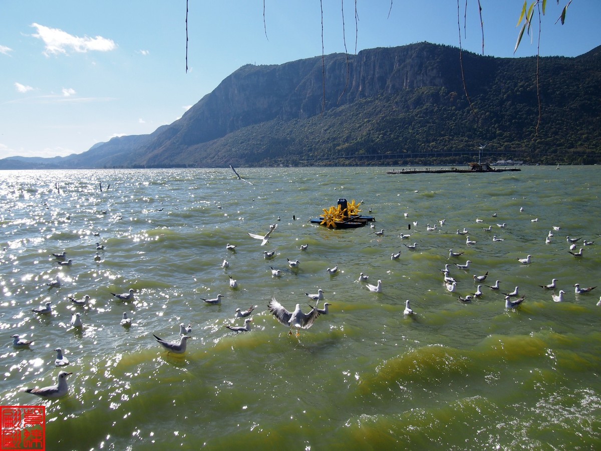 2023.12游滇池（11）