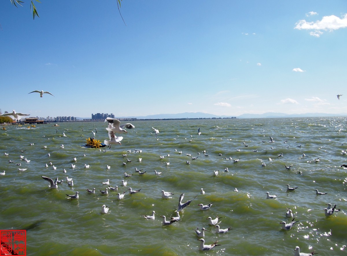 2023.12游滇池（11）