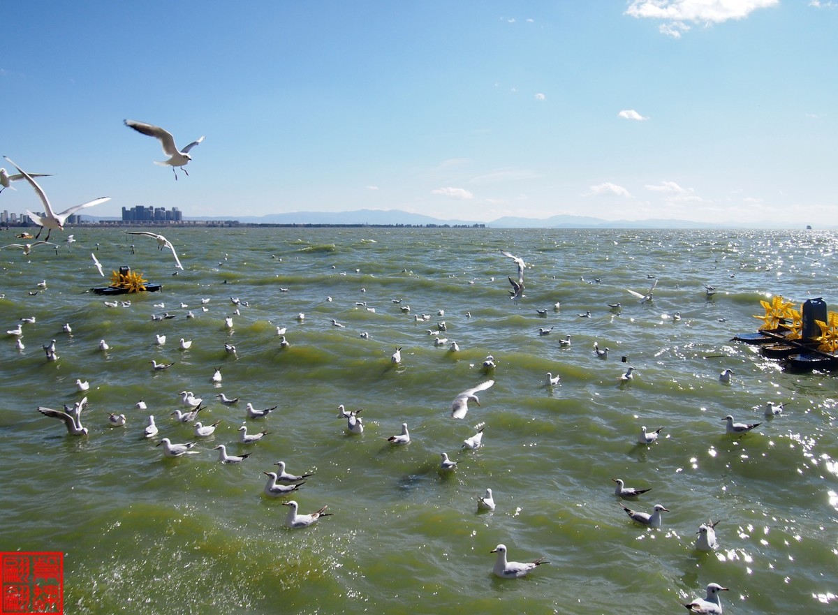 2023.12游滇池（11）