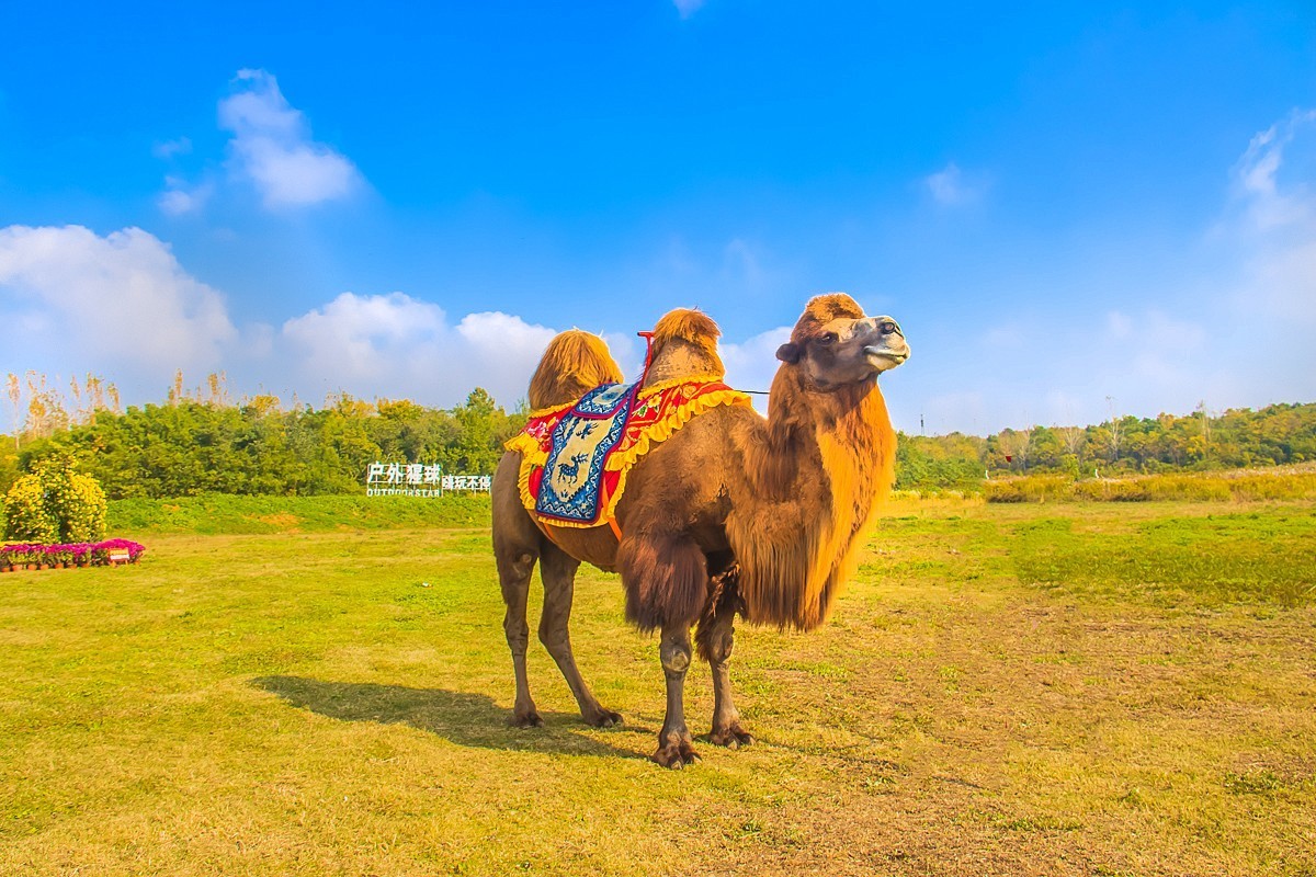 2024-11-12仪征白羊山户外猩球乐园（二）