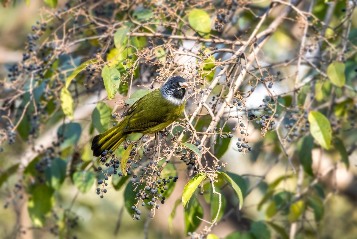 领雀嘴鹎（六）