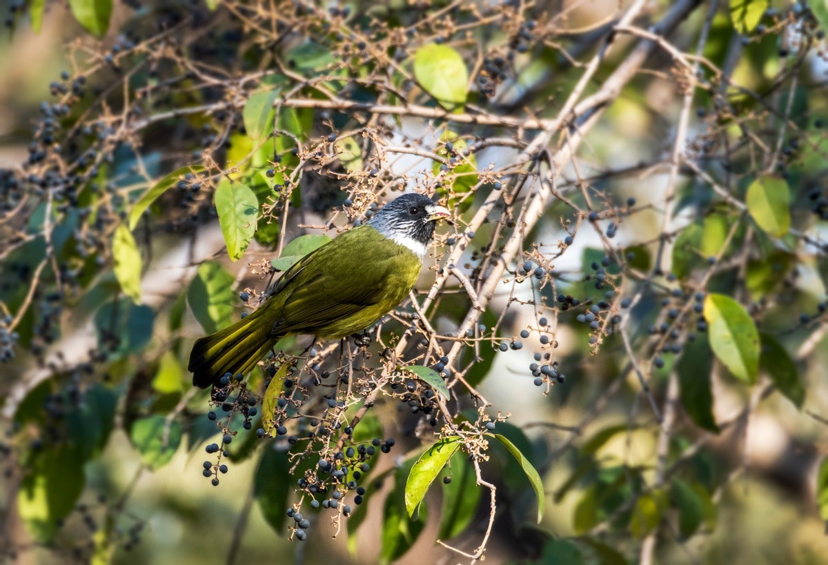 领雀嘴鹎（六）