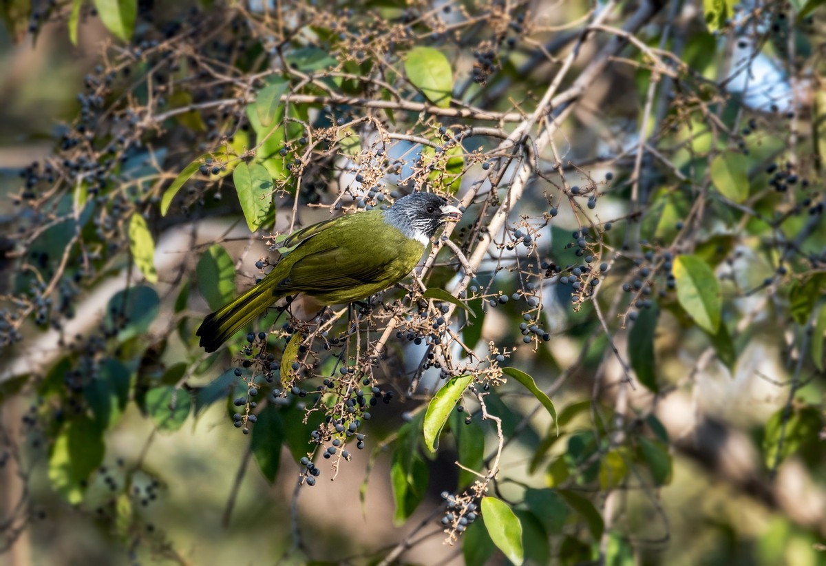 领雀嘴鹎（六）