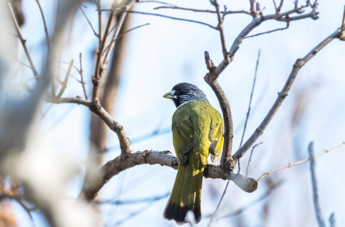 领雀嘴鹎（六）