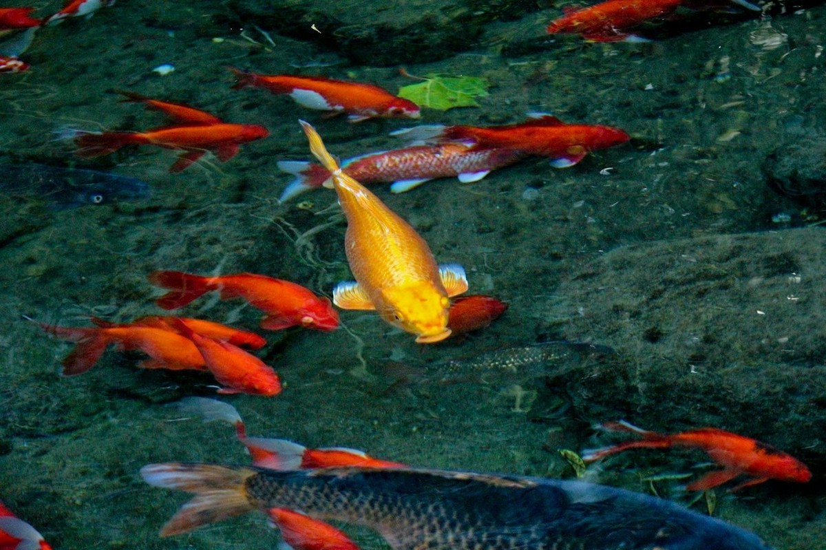 随拍——鱼水情