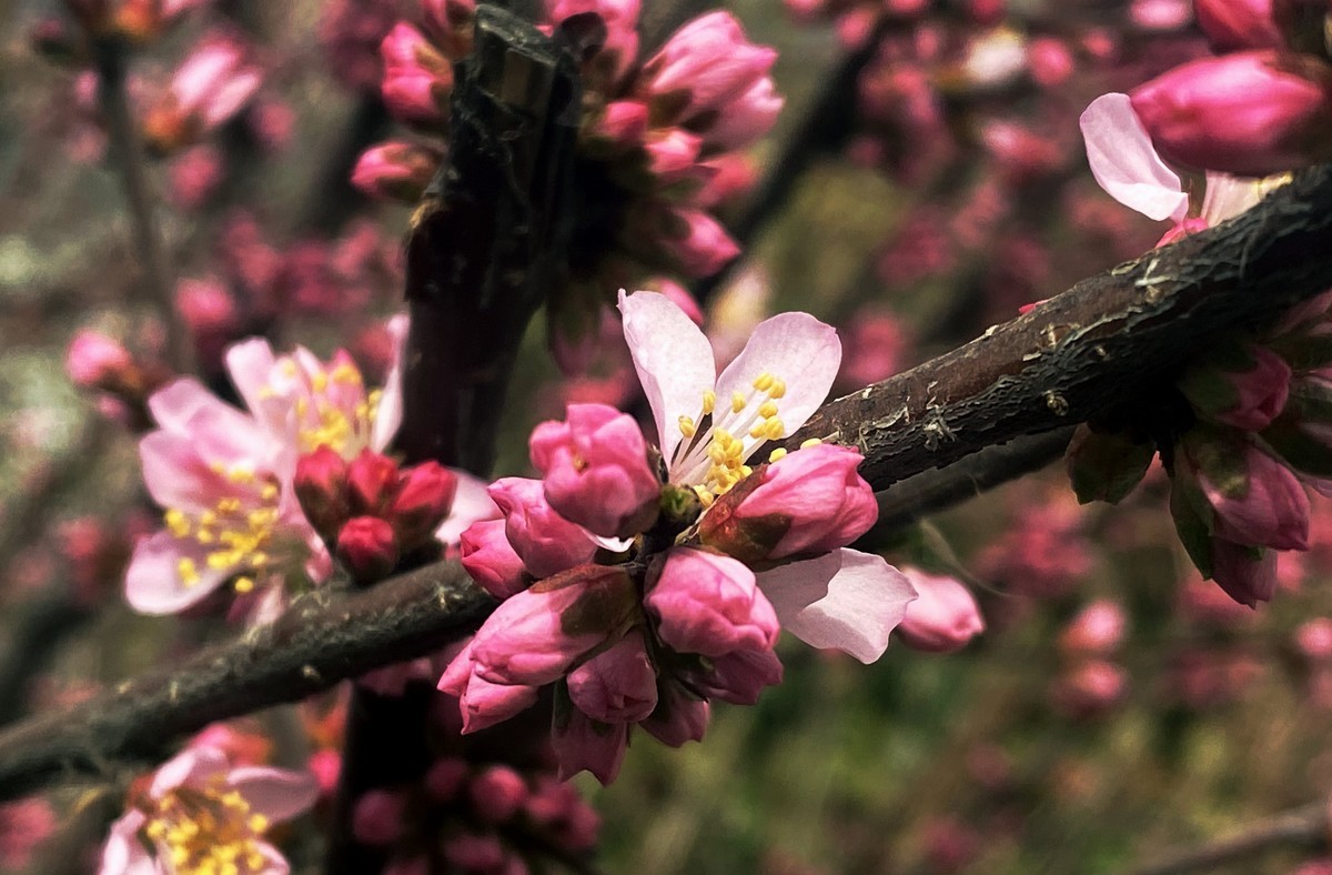 一叶知春梦,回眸百花开；惊春花落树，闻梵涧摇风！