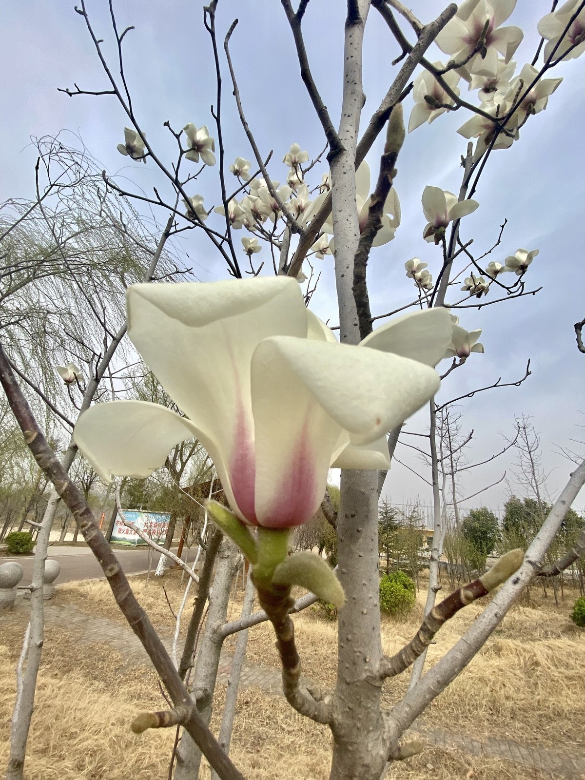 一叶知春梦,回眸百花开；惊春花落树，闻梵涧摇风！