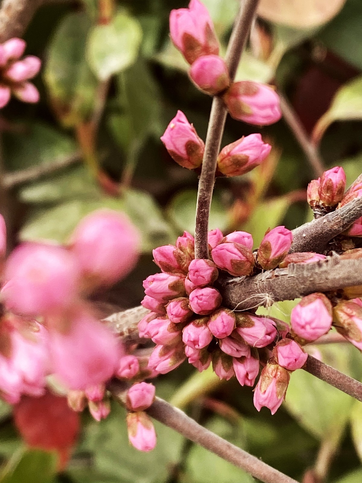 一叶知春梦,回眸百花开；惊春花落树，闻梵涧摇风！
