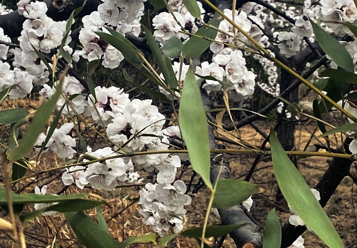 一叶知春梦,回眸百花开；惊春花落树，闻梵涧摇风！