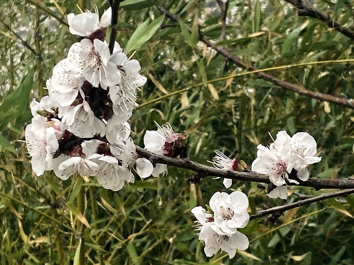 一叶知春梦,回眸百花开；惊春花落树，闻梵涧摇风！