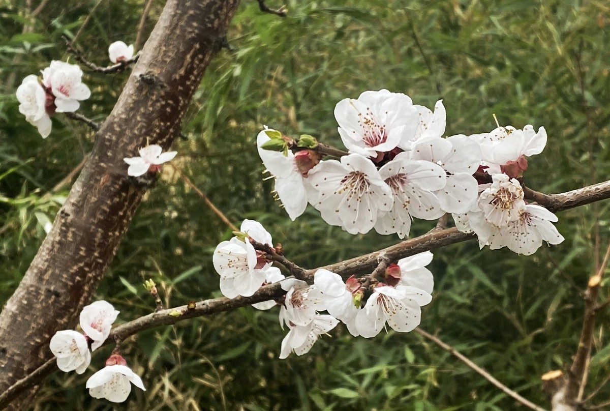 一叶知春梦,回眸百花开；惊春花落树，闻梵涧摇风！