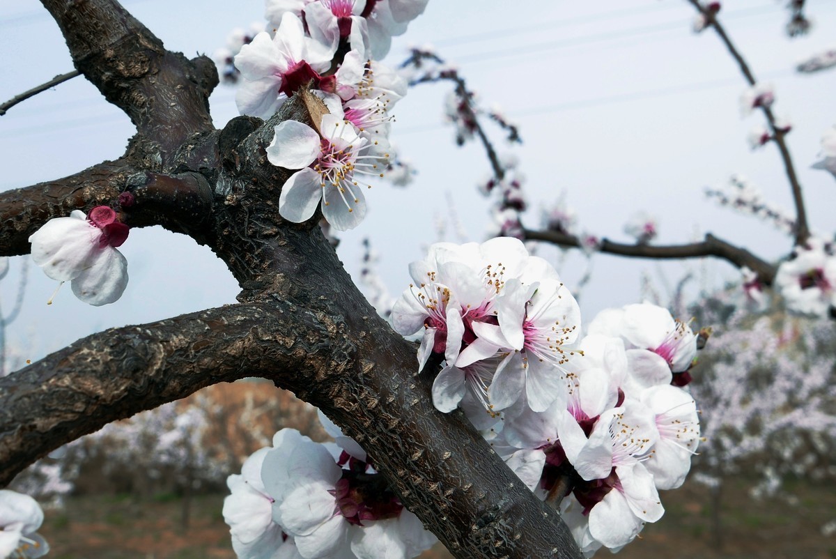 一叶知春梦,回眸百花开；惊春花落树，闻梵涧摇风！