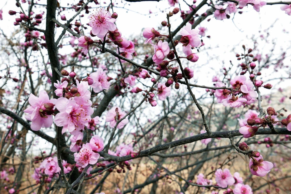 一叶知春梦,回眸百花开；惊春花落树，闻梵涧摇风！