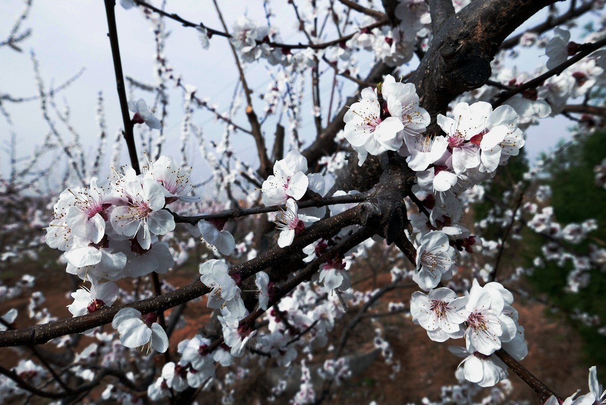 一叶知春梦,回眸百花开；惊春花落树，闻梵涧摇风！