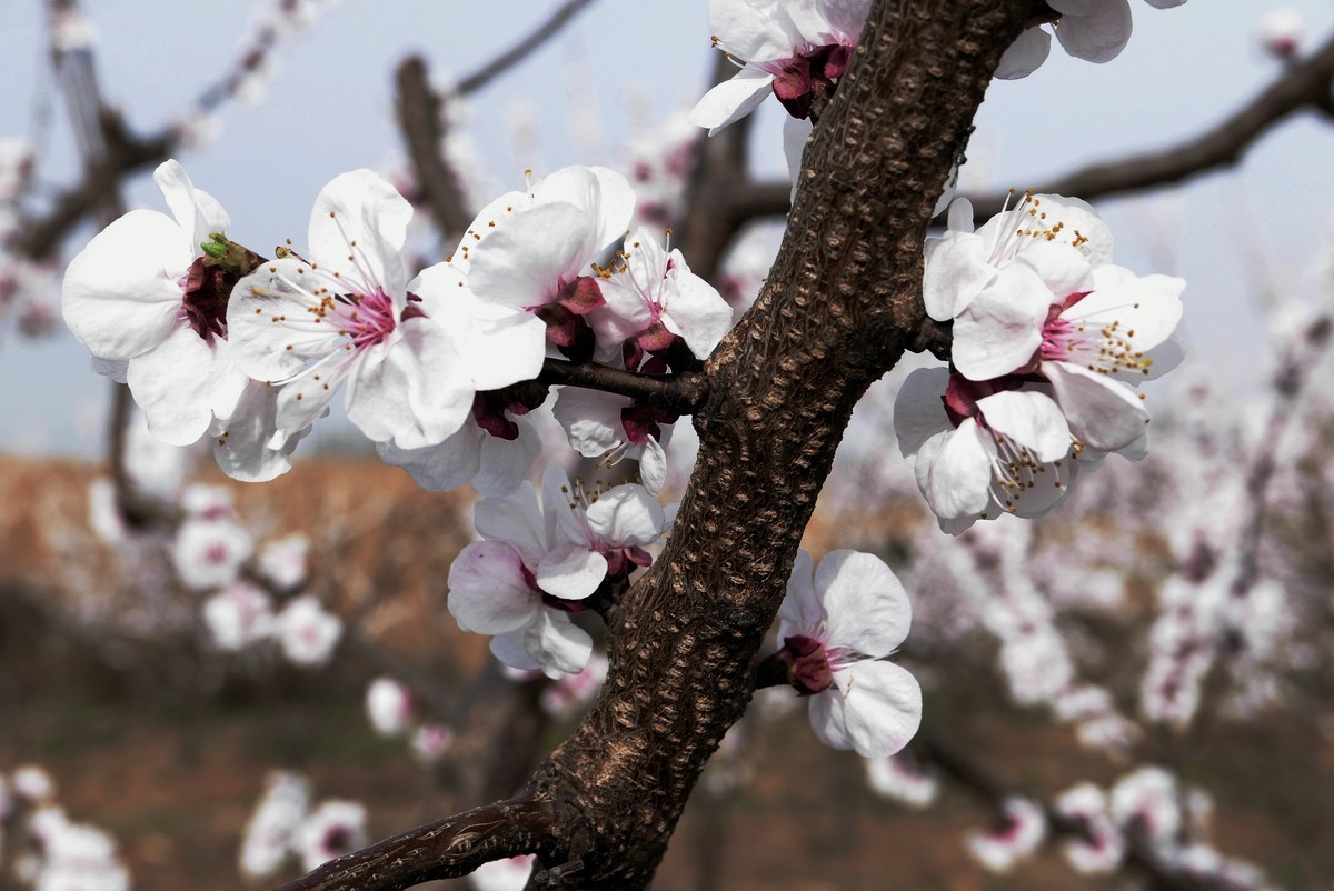 一叶知春梦,回眸百花开；惊春花落树，闻梵涧摇风！