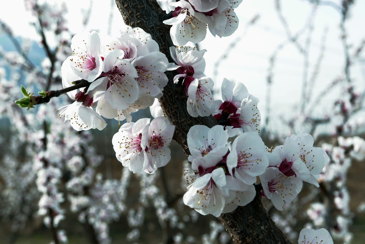 一叶知春梦,回眸百花开；惊春花落树，闻梵涧摇风！