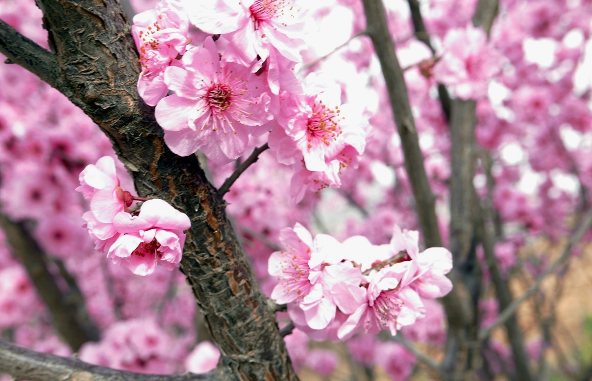 一叶知春梦,回眸百花开；惊春花落树，闻梵涧摇风！