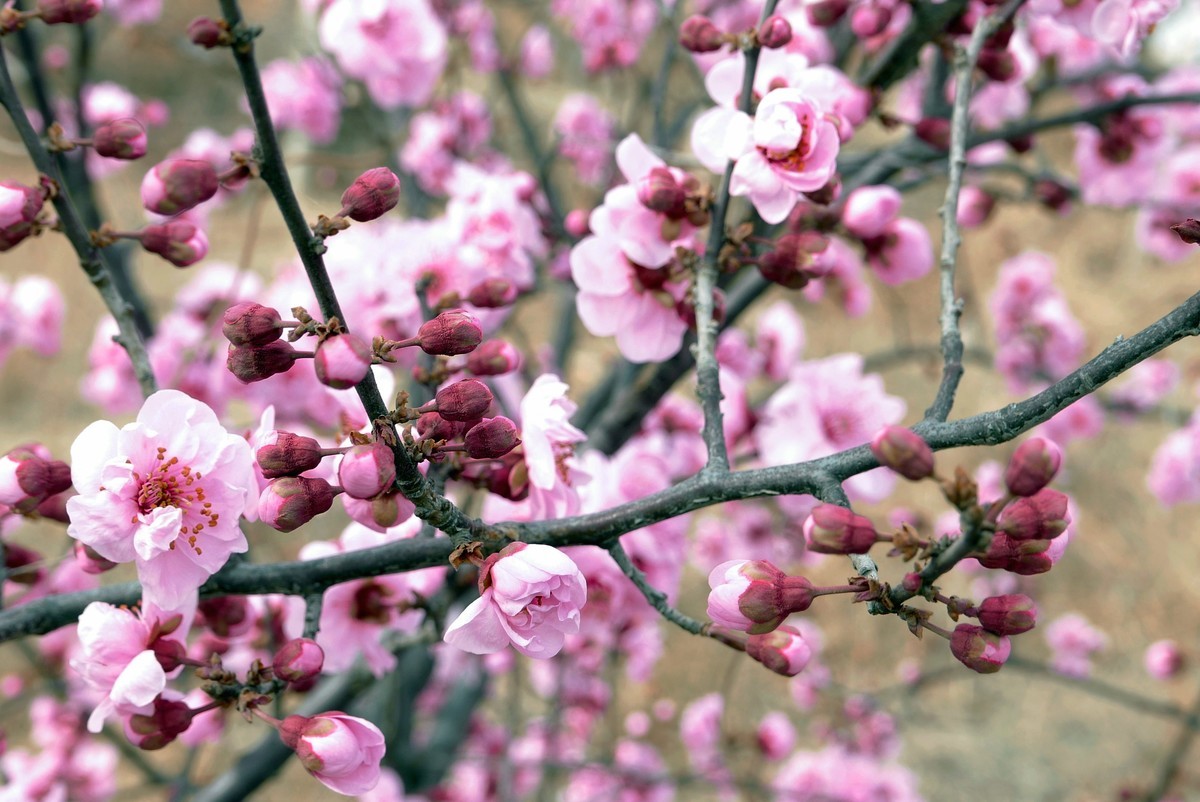 一叶知春梦,回眸百花开；惊春花落树，闻梵涧摇风！