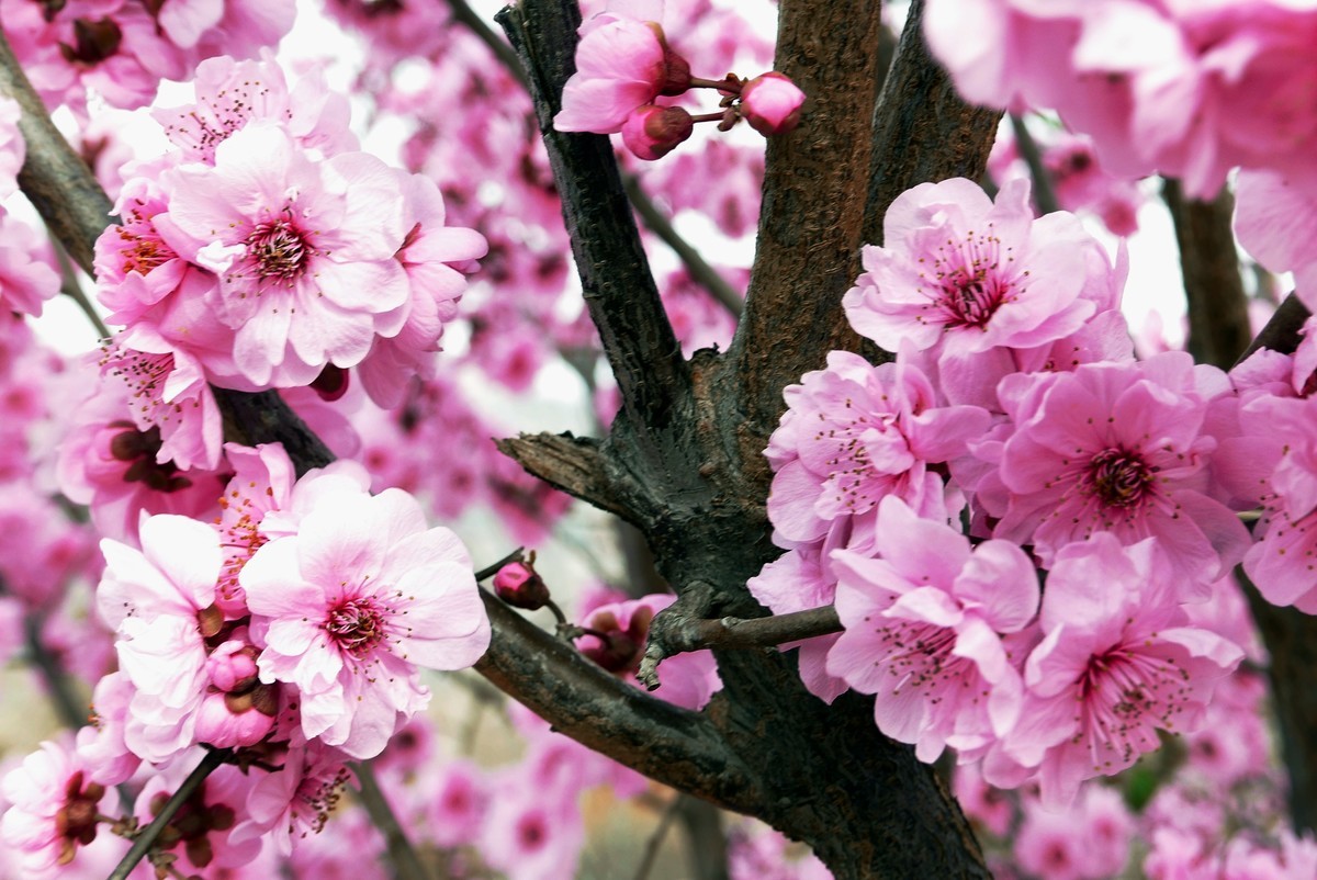 一叶知春梦,回眸百花开；惊春花落树，闻梵涧摇风！