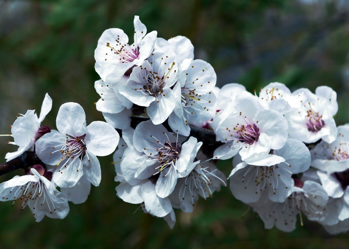 一叶知春梦,回眸百花开；惊春花落树，闻梵涧摇风！