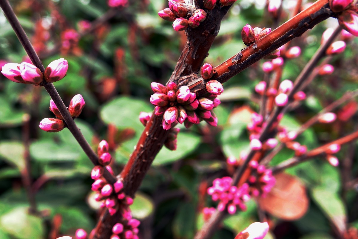 一叶知春梦,回眸百花开；惊春花落树，闻梵涧摇风！