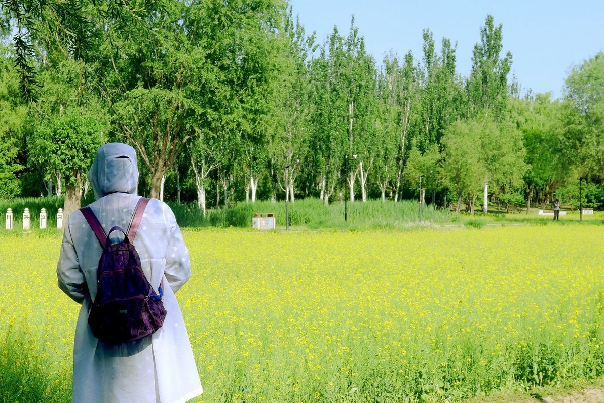 北坞油菜花