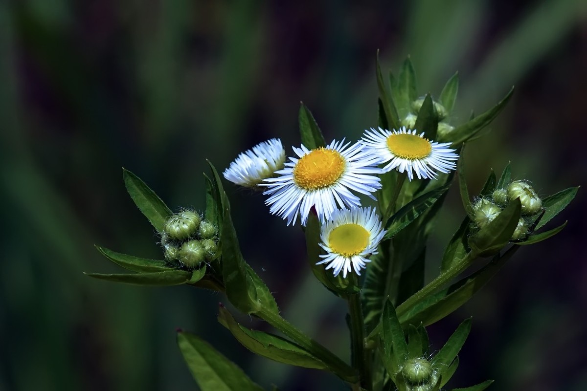 路边的小野花11