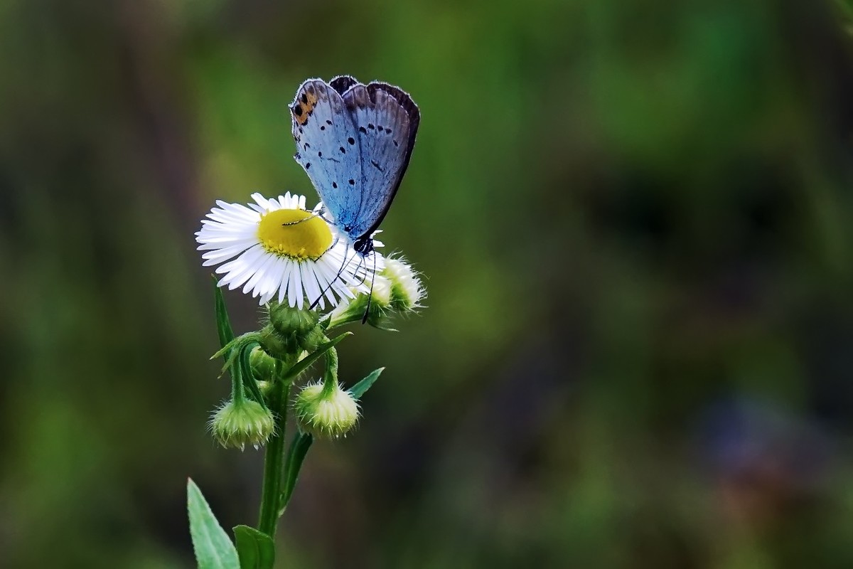 路边的小野花11