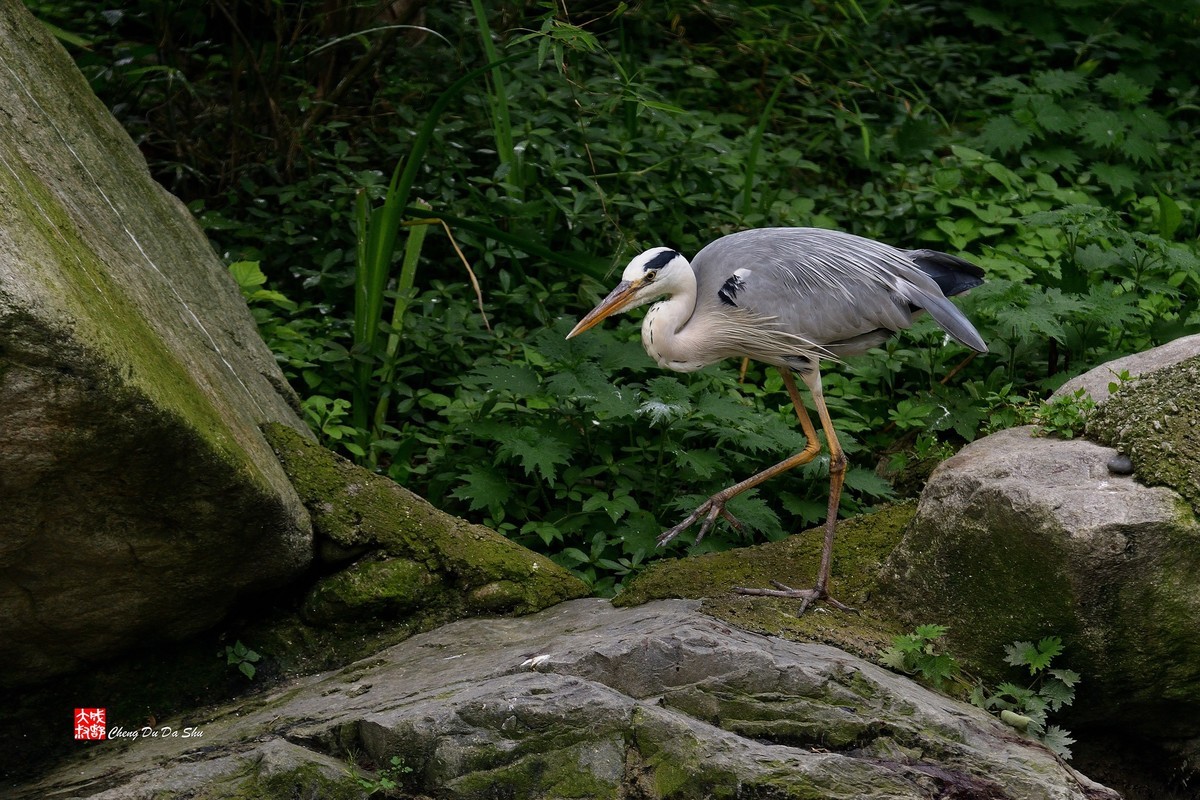 拍鹭纪实【244】