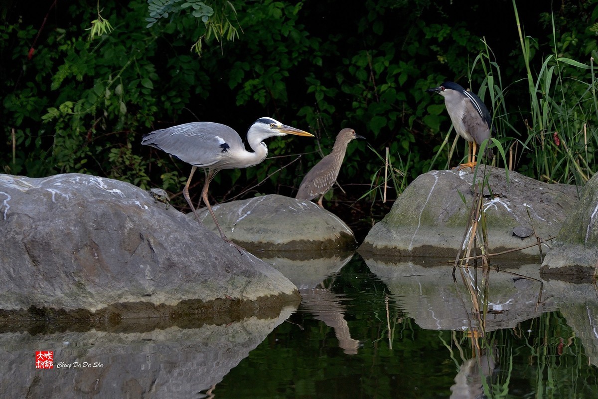 拍鹭纪实【244】