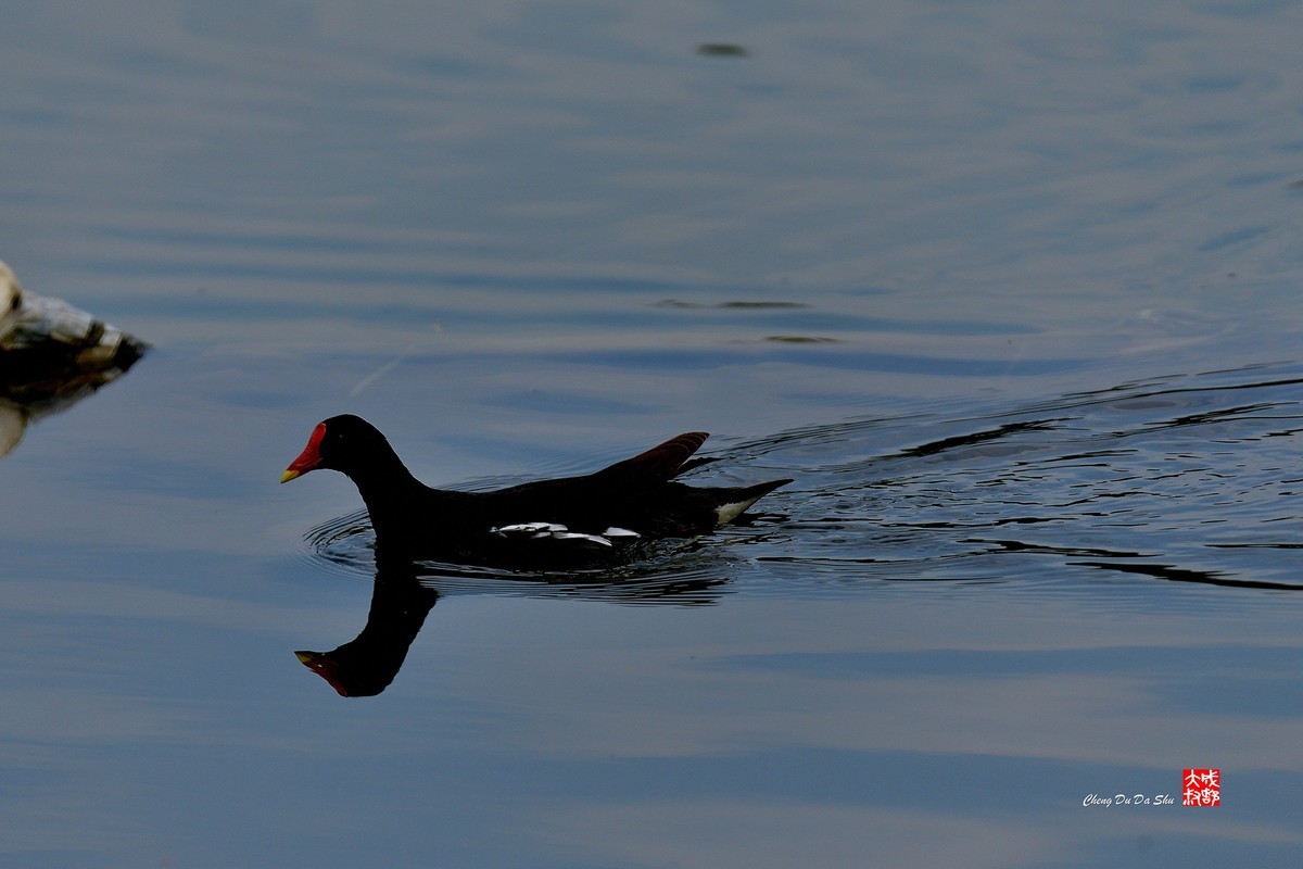 拍鹭纪实【244】