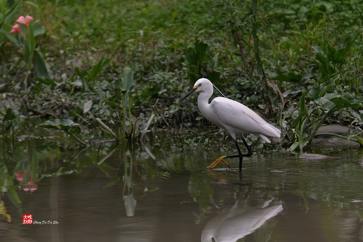 拍鹭纪实【244】