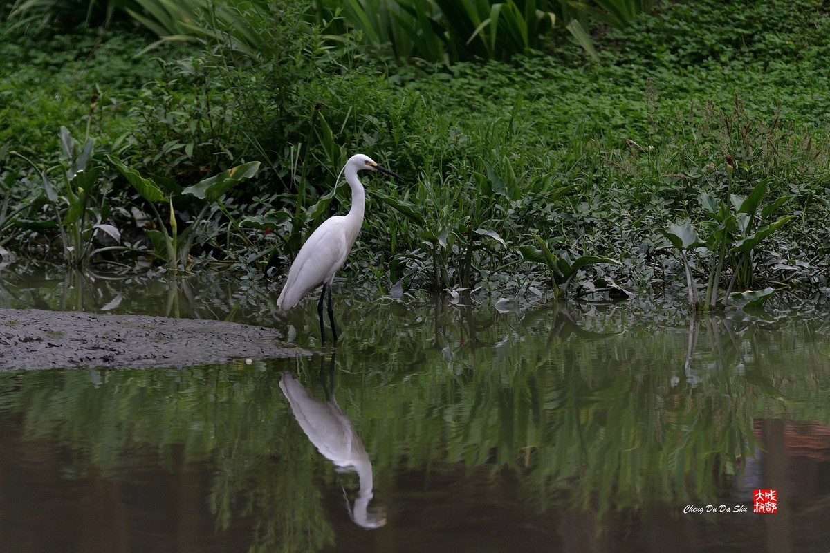 拍鹭纪实【244】