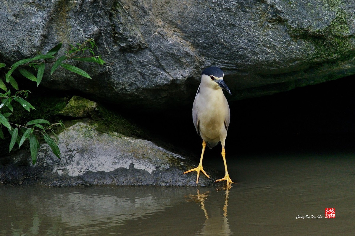 拍鹭纪实【244】