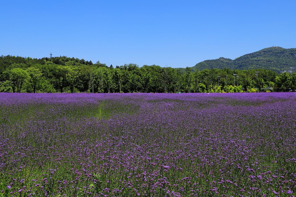 永嘉枫林汤岙村马鞭草花海(2)