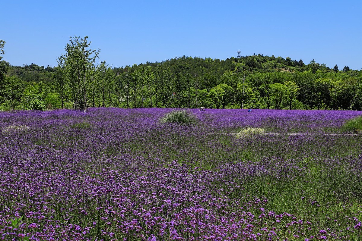 永嘉枫林汤岙村马鞭草花海(2)