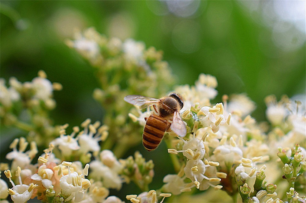 ——花·虫～～