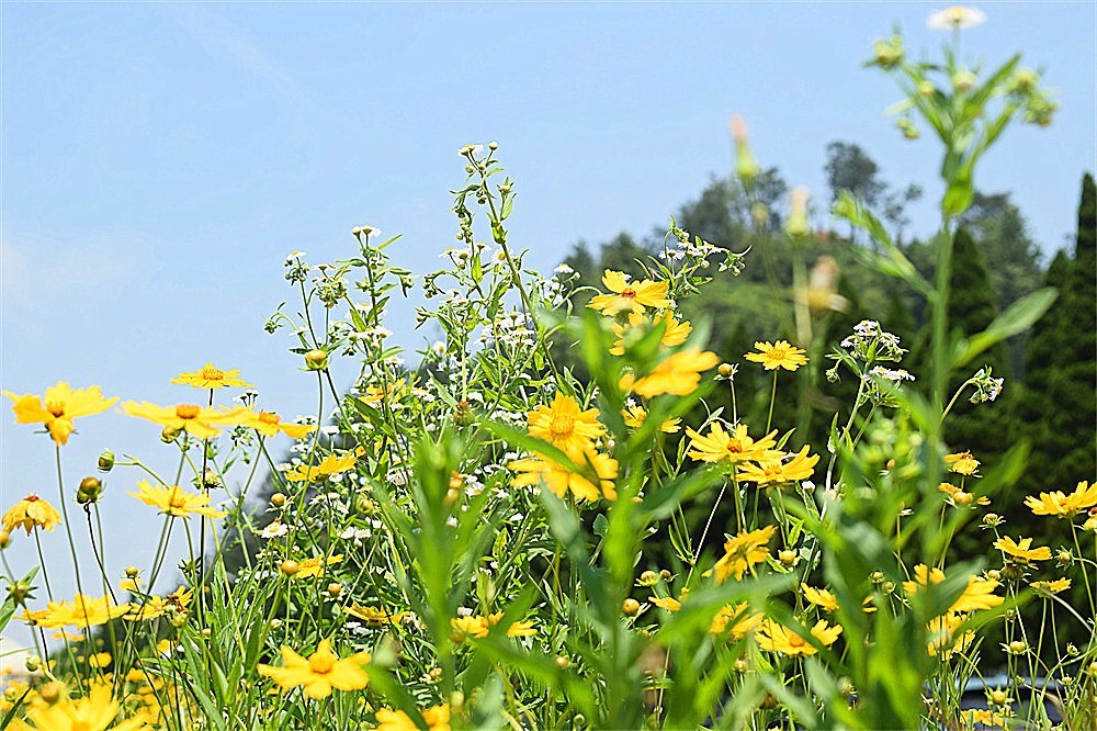 ——花·虫～～