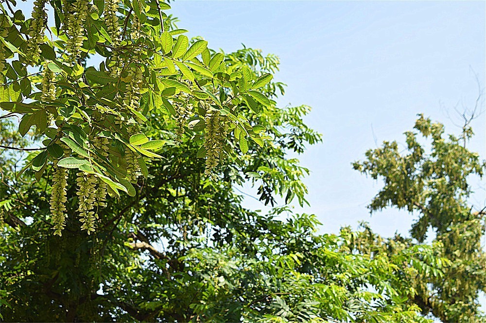 ——花·虫～～