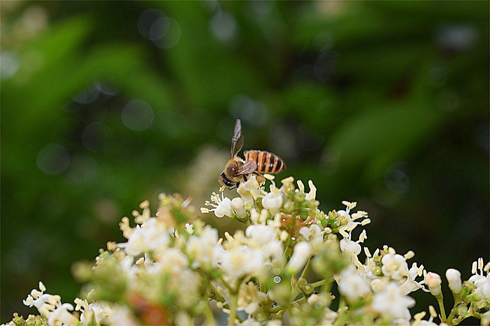 ——花·虫～～