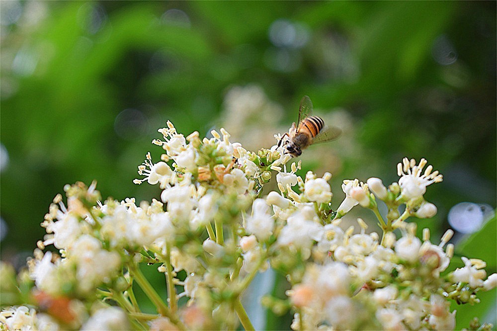 ——花·虫～～