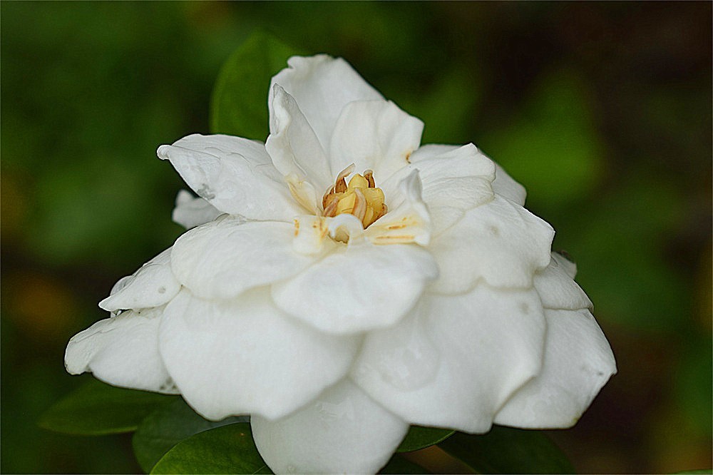 ——花·虫～～