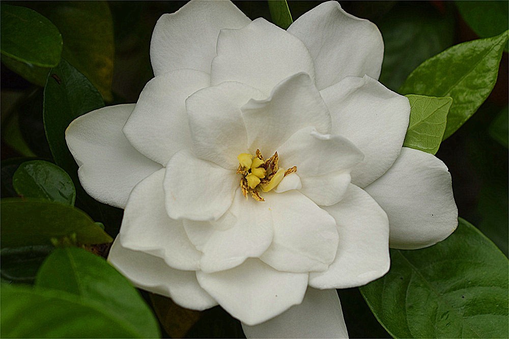 ——花·虫～～