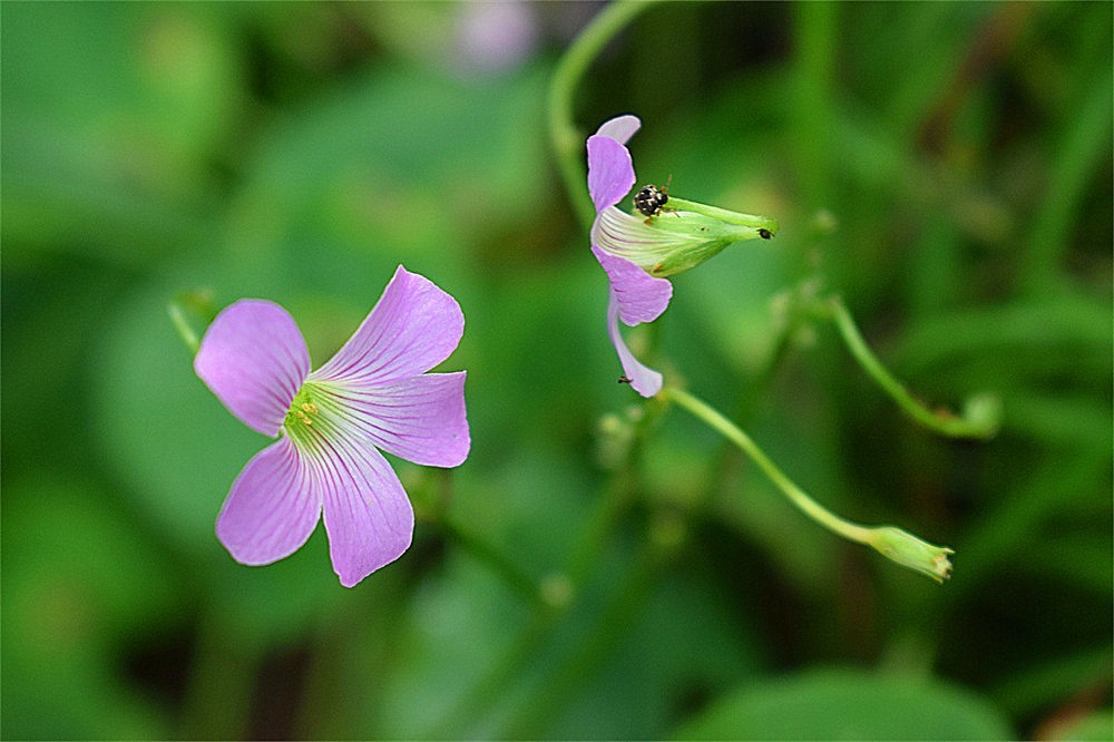 ——花·虫～～