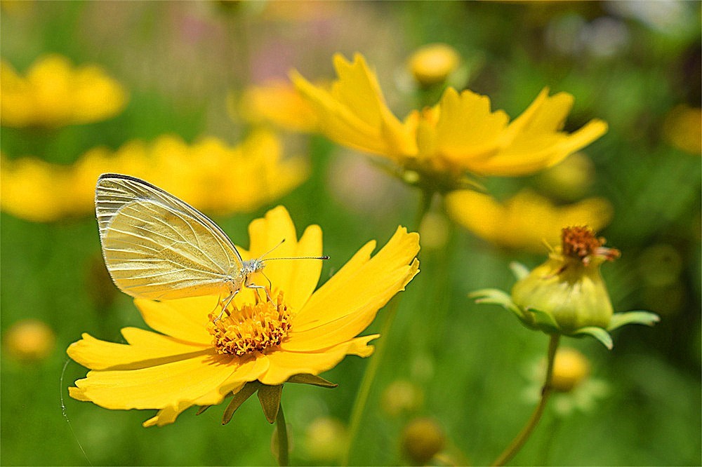 ——花·虫～～